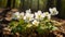 AI generated illustration of a closeup of a group of white wildflowers found in the woods
