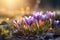 AI generated illustration of a cluster of delicate purple and bright orange crocuses in bloom