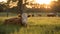 AI generated illustration of a cow resting peacefully in a golden sunset meadow