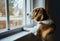 AI generated illustration of a curious brown and white dog peering out of a window