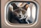 AI generated illustration of a curious feline gazes out of an airplane window