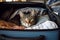 AI generated illustration of A curious feline peeks out playfully from within an open suitcase