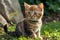 AI generated illustration of a curious kitten sits in a lush green field