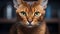 AI generated illustration of a curious-looking Abyssinian cat staring into the lens