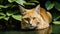 AI generated illustration of a curious orange cat staring from a pond