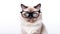 AI generated illustration of a cute Birman cat wearing hipster glasses