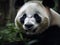 AI generated illustration of a cute panda bear enjoying its meal of fresh, green foliage