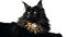 AI generated illustration of a dark grey Maine Coon cat wearing old French style cyberpunk necklace
