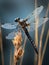 AI generated illustration of a dragonfly perched atop a single blade of grass