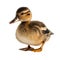 AI generated illustration of a duck perched atop a white surface