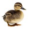 AI generated illustration of a duck perched atop a white surface