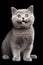 AI generated illustration of an elegant gray British shorthair cat on a black background
