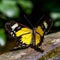 AI generated illustration of an exquisite butterfly perched atop a rock