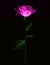 AI generated illustration of an exquisite pink flower illuminated in a dark background