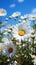 AI generated illustration of a field of white flowers against a bright blue sky