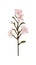 AI generated illustration of a flower stem with multiple pink blooms