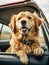 AI generated illustration of a friendly Golden Retriever looking out of a car