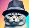 AI generated illustration of a gray domestic cat wearing a black brimmed hat