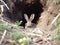 AI generated illustration of a gray rabbit nestled in a grassy burrow
