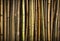 AI generated illustration of a group of tall bamboo stalks