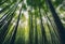 AI generated illustration of an idyllic scene of a bamboo forest in Arashiyama, japan