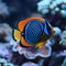 AI generated illustration of an Imperial Angel fish with blue fins swimming near vibrant corals
