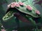 AI generated illustration of a large turtle in a lush, green forest carrying vibrant pink flowers