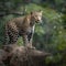 AI generated illustration of a leopard atop a large rocky outcrop in a lush, wooded environment