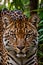 AI generated illustration of a leopard lounging in a lush tropical jungle, surrounded by vegetation