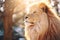 AI generated illustration of a lion standing at golden hour