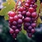 AI generated illustration of a lush cluster of ripe, red grapes hanging from a tree branch