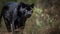 AI generated illustration of a magnificent black panther in its tropical rainforest habitat