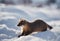 AI generated illustration of a majestic brown animal stands gracefully in a snowy landscape