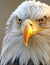 AI generated illustration of a majestic eagle locks eyes with the camera