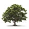 AI generated illustration of a majestic evergreen tree on a white background