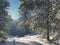 AI generated illustration of majestic evergreen trees in a snow-covered terrain in winter