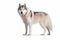 AI generated illustration of a majestic gray wolf standing on a white floor