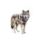 AI generated illustration of A majestic, grey wolf on a white background