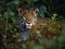 AI generated illustration of a majestic jaguar resting in a forest with lush foliage