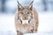 AI generated illustration of a majestic lynx standing in a wintry forest, gazing at the camera