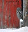 AI generated illustration of a majestic owl perched atop a wooden post in front of a rustic barn