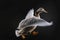 AI generated illustration of mallard duck in mid-flight, wings outstretched on a black background