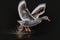 AI generated illustration of mallard duck in mid-flight, wings outstretched on a black background