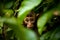 AI generated illustration of a monkey in the shadows of a small bush