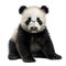 AI generated illustration of a panda bear against a white background