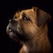 AI generated illustration of a portrait of a border terrier isolated on a black background