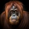 AI generated illustration of a portrait of a curious orangutan monkey