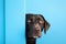 AI-generated illustration of a portrait of a Labrador Retriever dog on a minimalist background.