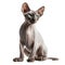 AI generated illustration of a portrait of a sphynx cat isolated against a white background