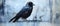 AI generated illustration of a raven sitting on a windowsill